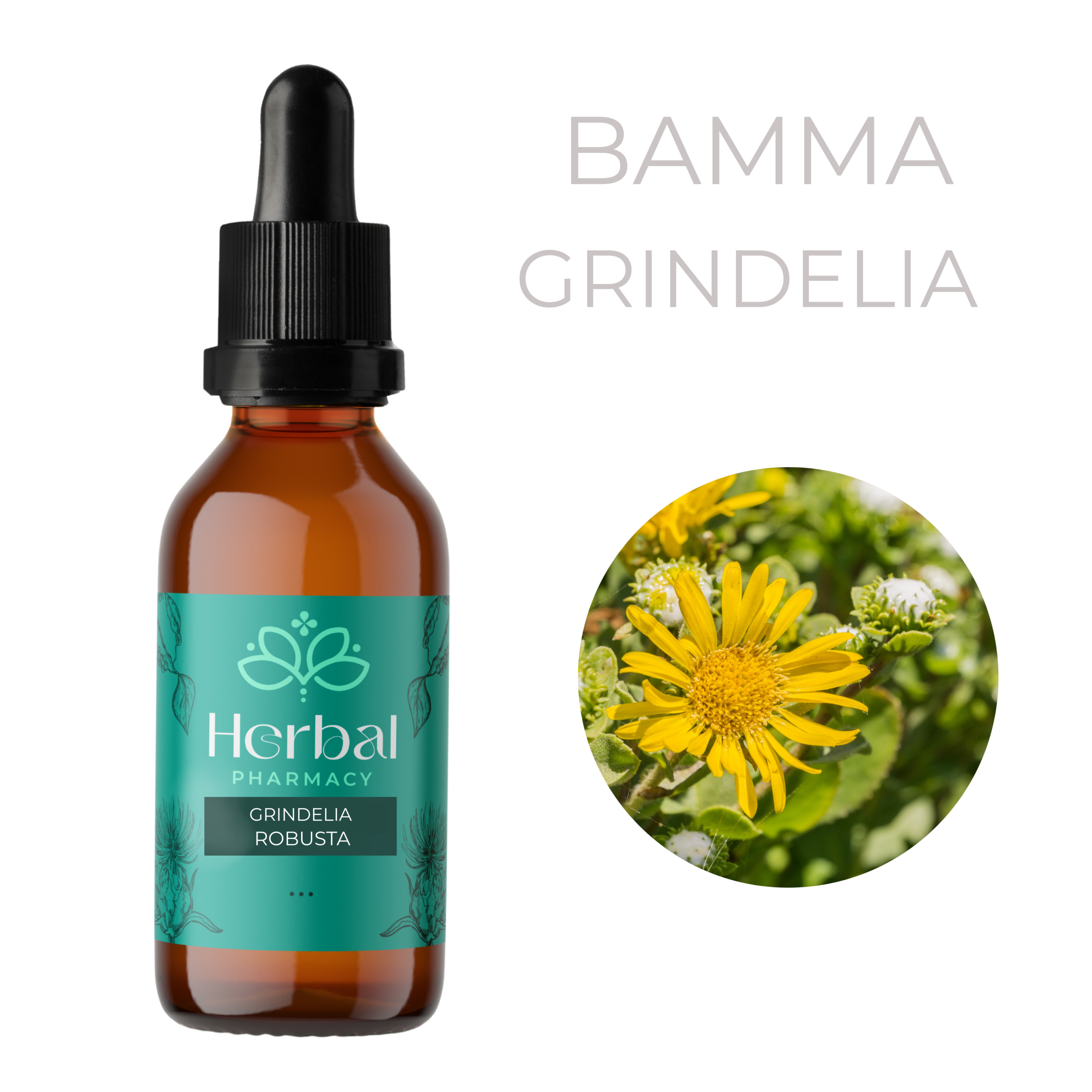 Γριντέλια (Grindelia robusta) Βάμμα